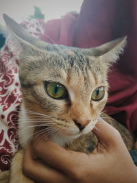 Close-up portrait of a cat