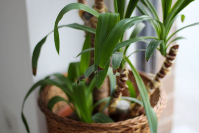 Close-up of succulent plant in basket