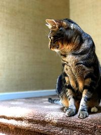 Close-up of cat sitting on floor