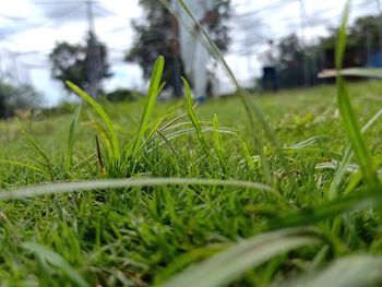 Close-up of wet grass on field