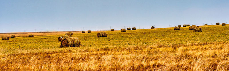 Hay bales in a field