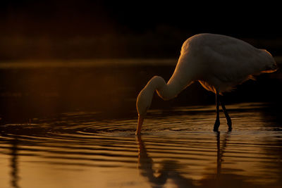 View of a bird in water