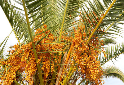 Low angle view of palm tree