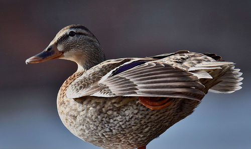 Close-up of bird