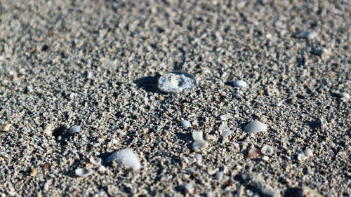 High angle view of shells on sand