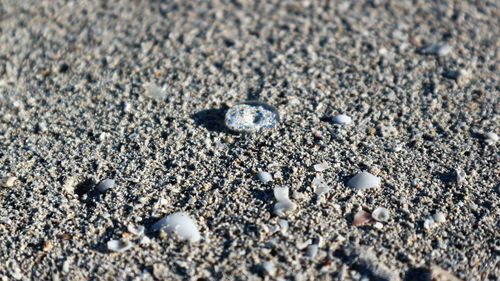 Sand at varadero beach