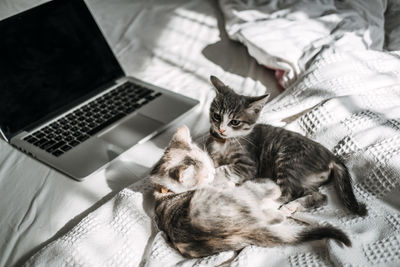 Two happy outbred homeless adopted grey kittens playing near laptop in bed at home in sun light.