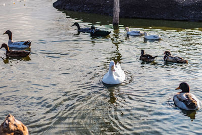 High angle view of ducks in lake