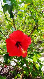 Close-up of red hibiscus flower