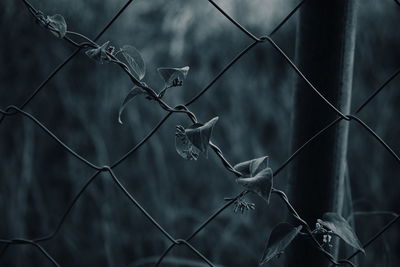 Close-up of barbed wire fence