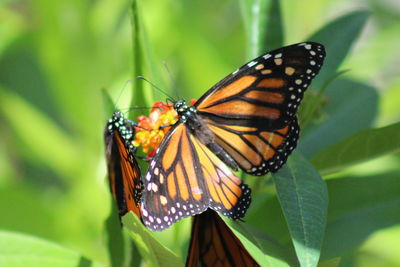 Butterfly on flower