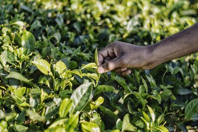 Cropped hand of woman holding plant