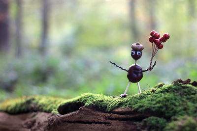 Close-up of berries growing on tree