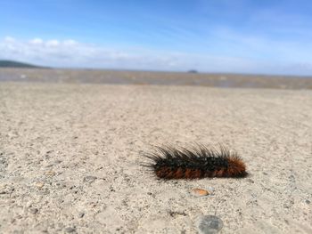 Close-up of caterpillar on sand