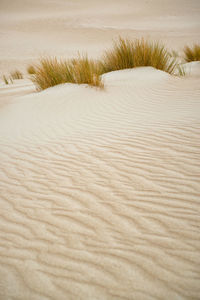 Surface level of sand dunes at beach