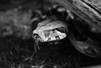 Close-up of lizard