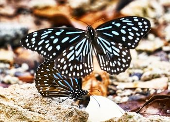 Close-up of butterfly on flower