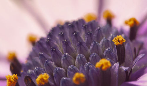 Close-up of flowering plant