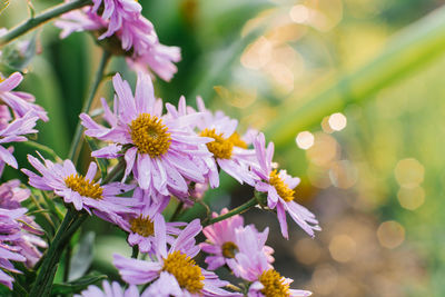 Lilac beautiful aster alpinus flowers bloom in the garden in summer