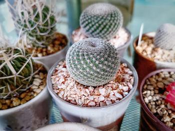 High angle view of succulent plant on table