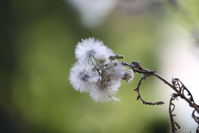 Close-up of white flowers