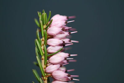 Close-up of pink flower against black background