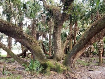 Trees growing in forest