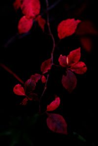 Close-up of red flowers