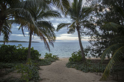 Palm trees on beach against sky