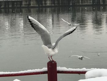 Birds on lake