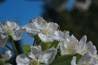 Close-up of white flowers blooming outdoors