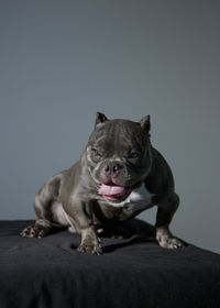 Portrait of dog sitting on floor