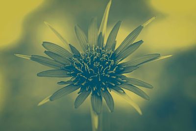 Close-up of yellow flower