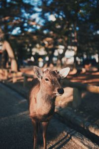 Portrait of deer standing against trees