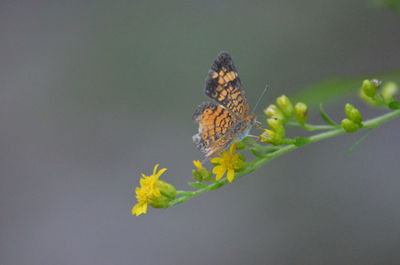 Close-up of butterfly pollinating on flower