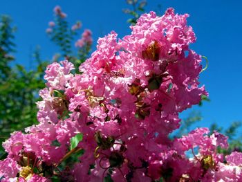 Close-up of pink flowers