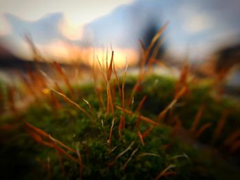 Close-up of grass growing in field