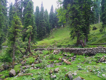 Trees growing in forest