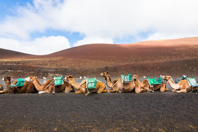 Panoramic view of horses on desert against sky