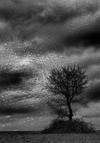 Bare tree on landscape against the sky