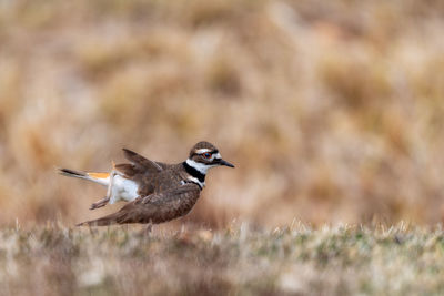 Bird flying over a field