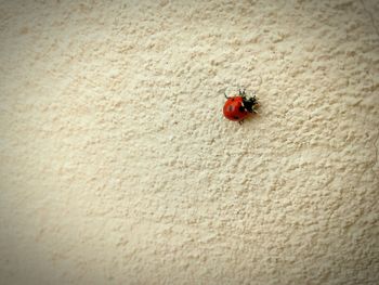 Close-up of bug on red wall