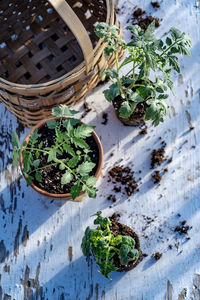 High angle view of potted plants in basket