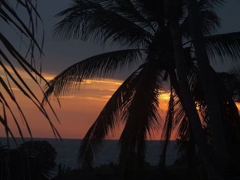 Silhouette palm tree against sea during sunset