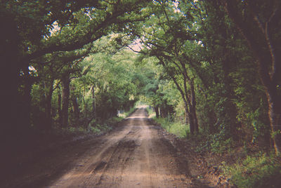 Road amidst trees in forest