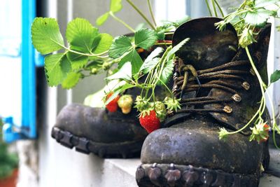 Close-up of potted plant