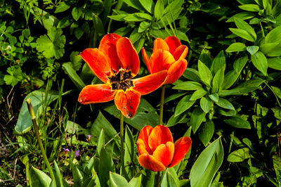 Close-up of red orange flowers