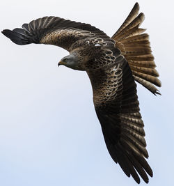 Low angle view of eagle flying against clear sky
