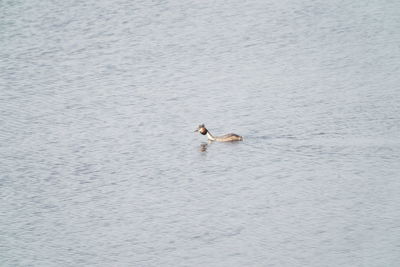 High angle view of ducks swimming in lake