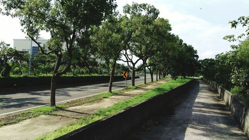 Footpath along trees